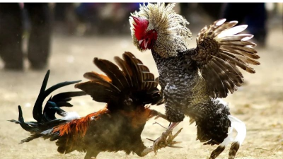 Đá gà hàng xáo - Bộ môn đá gà độc đáo bậc nhất Châu Á